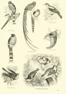 Pagina dal Museo Illustrato della Natura Animata da English School