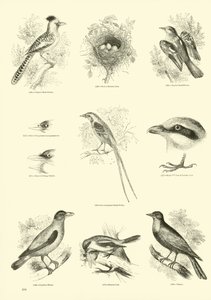 Pagina dal Museo Illustrato della Natura Animata da English School