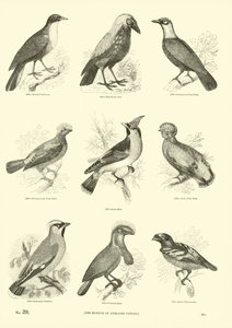 Pagina dal Museo Illustrato della Natura Animata
