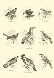 Pagina dal Museo Illustrato della Natura Animata da English School