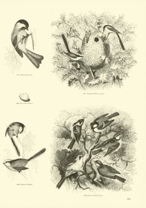 Pagina dal Museo Illustrato della Natura Animata da English School