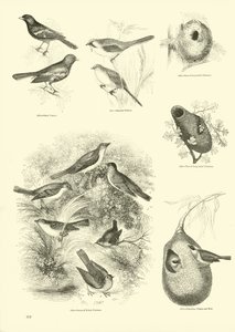 Pagina dal Museo Illustrato della Natura Animata da English School