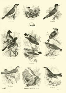 Pagina dal Museo Illustrato della Natura Animata da English School