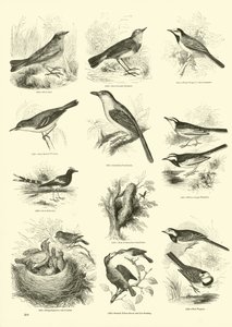 Pagina dal Museo Illustrato della Natura Animata da English School