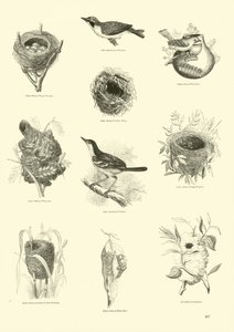 Pagina dal Museo Illustrato della Natura Animata da English School