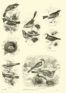 Pagina dal Museo Illustrato della Natura Animata