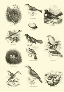 Pagina dal Museo Illustrato della Natura Animata
