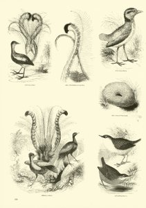 Pagina dal Museo Illustrato della Natura Animata da English School