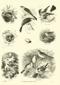 Pagina dal Museo Illustrato della Natura Animata