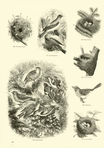 Pagina dal Museo Illustrato della Natura Animata