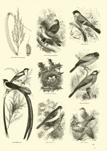 Pagina dal Museo Illustrato della Natura Animata da English School