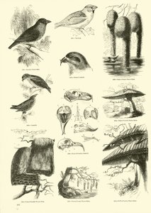 Pagina dal Museo Illustrato della Natura Animata