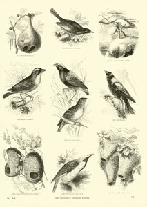 Pagina dal Museo Illustrato della Natura Animata da English School