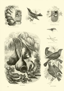 Pagina dal Museo Illustrato della Natura Animata