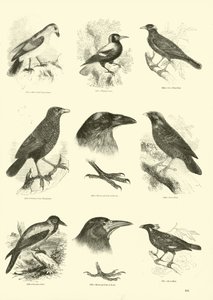 Pagina dal Museo Illustrato della Natura Animata