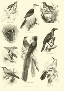 Pagina dal Museo Illustrato della Natura Animata da English School