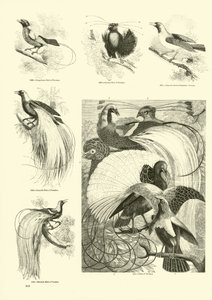 Pagina dal Museo Illustrato della Natura Animata da English School