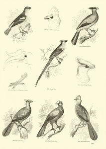 Pagina dal Museo Illustrato della Natura Animata da English School