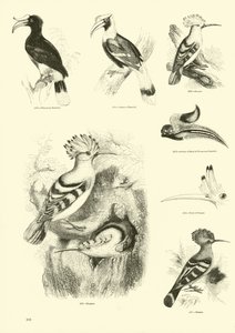Pagina dal Museo Illustrato della Natura Animata