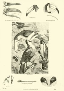 Pagina dal Museo Illustrato della Natura Animata