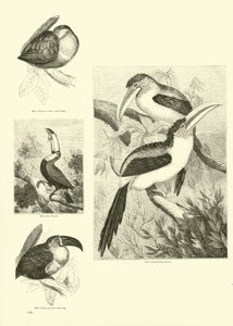 Pagina dal Museo Illustrato della Natura Animata da English School