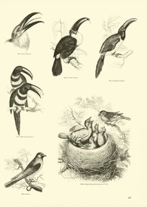 Pagina dal Museo Illustrato della Natura Animata
