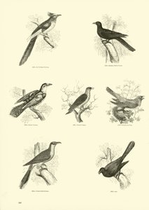 Pagina dal Museo Illustrato della Natura Animata da English School