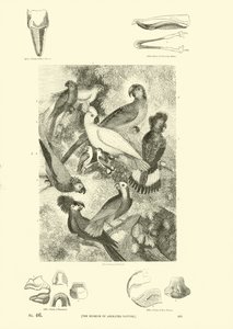 Pagina dal Museo Illustrato della Natura Animata