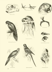 Pagina dal Museo Illustrato della Natura Animata da English School