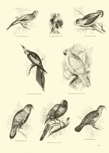 Pagina dal Museo Illustrato della Natura Animata