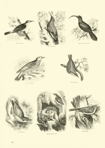 Pagina dal Museo Illustrato della Natura Animata