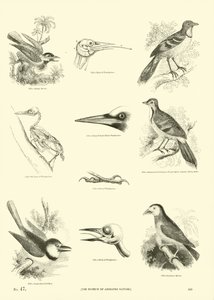 Pagina dal Museo Illustrato della Natura Animata da English School