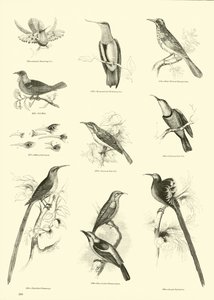Pagina dal Museo Illustrato della Natura Animata da English School