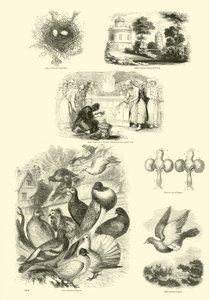 Pagina dal Museo Illustrato della Natura Animata