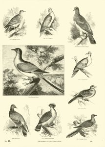 Pagina dal Museo Illustrato della Natura Animata
