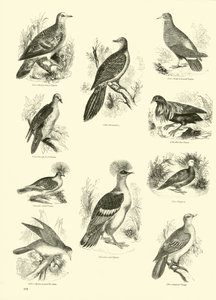 Pagina dal Museo Illustrato della Natura Animata da English School