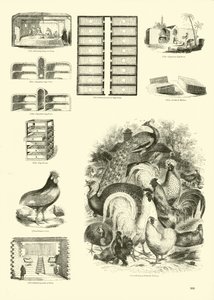Pagina dal Museo Illustrato della Natura Animata da English School