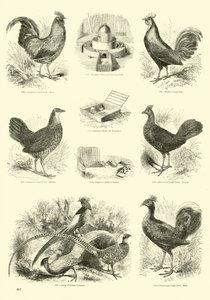 Pagina dal Museo Illustrato della Natura Animata
