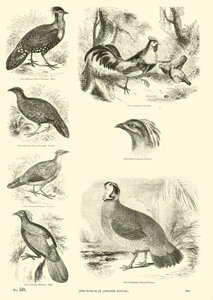 Pagina dal Museo Illustrato della Natura Animata da English School
