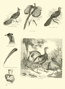 Pagina dal Museo Illustrato della Natura Animata da English School