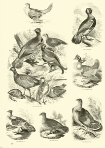 Pagina dal Museo Illustrato della Natura Animata da English School