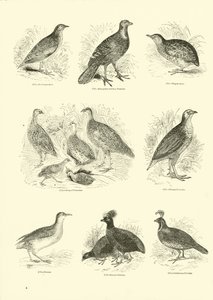 Pagina dal Museo Illustrato della Natura Animata