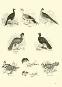 Pagina dal Museo Illustrato della Natura Animata da English School