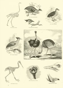 Pagina dal Museo Illustrato della Natura Animata