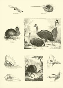 Pagina dal Museo Illustrato della Natura Animata da English School