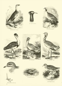 Pagina dal Museo Illustrato della Natura Animata da English School