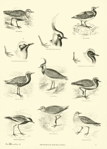 Pagina dal Museo Illustrato della Natura Animata da English School