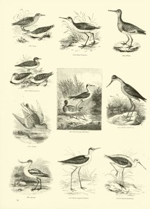 Pagina dal Museo Illustrato della Natura Animata da English School