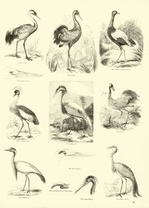 Pagina dal Museo Illustrato della Natura Animata da English School