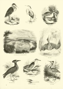 Pagina dal Museo Illustrato della Natura Animata da English School